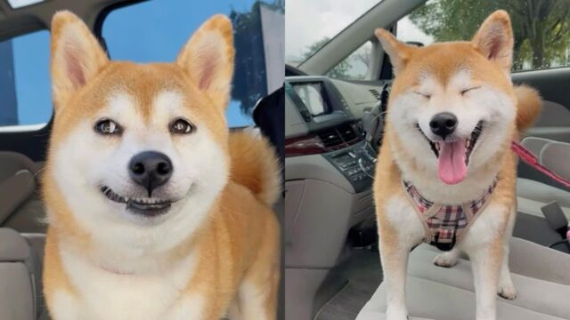 놀러 간다는 가족 대화 듣고 ‘씨익’..표정 천재 시바견 모습에 네티즌 화제