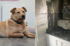 집 토스터기에서 발생한 화재로 의식 잃은 고양이…방화범은 개?