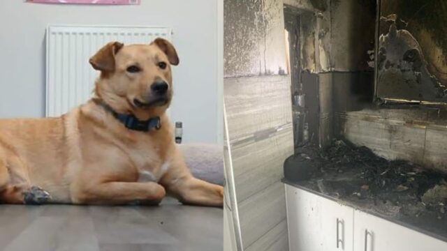 집 토스터기에서 발생한 화재로 의식 잃은 고양이…방화범은 개?