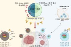 난치성 뇌종양, 면역항암제 효과 높일 가능성 발견
