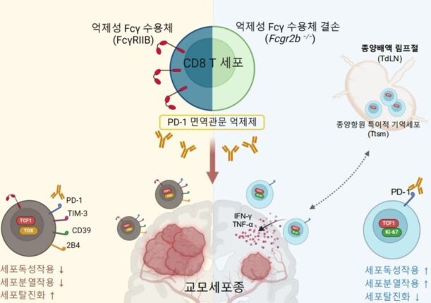 난치성 뇌종양, 면역항암제 효과 높일 가능성 발견