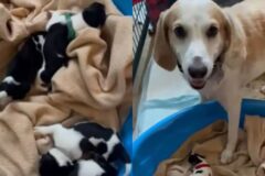자식 6마리 키우느라 고생했는데..가족 없는 강아지 5마리 맡아준 ‘어미개’