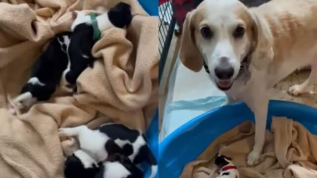 자식 6마리 키우느라 고생했는데..가족 없는 강아지 5마리 맡아준 ‘어미개’