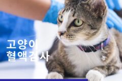 고양이 ‘혈액검사’ 왜 필요할까요?