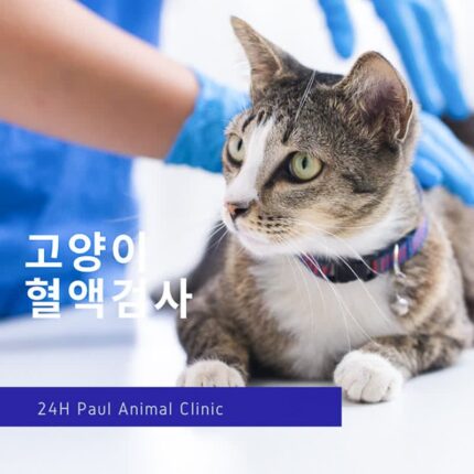 고양이 ‘혈액검사’ 왜 필요할까요?