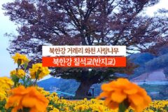 북한강 거례리 화천 사랑나무 북한강 칠석교(반지교)