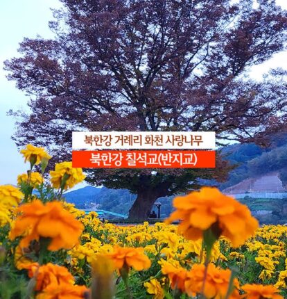 북한강 거례리 화천 사랑나무 북한강 칠석교(반지교)