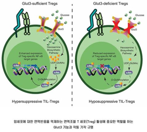 암 세포를 지키는 면역세포 무력화 방법 발견