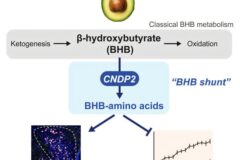 케톤체 일종 BHB, 체중 조절 기여하는 화합물 이뤄