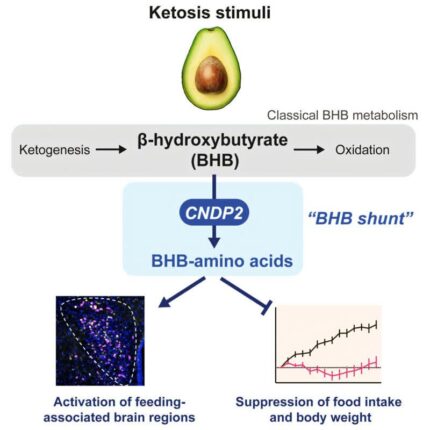 케톤체 일종 BHB, 체중 조절 기여하는 화합물 이뤄