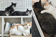 고양이들이 하악질하고 때려도 끈질기게 다가간 왕따냥이..마침내 받아줘