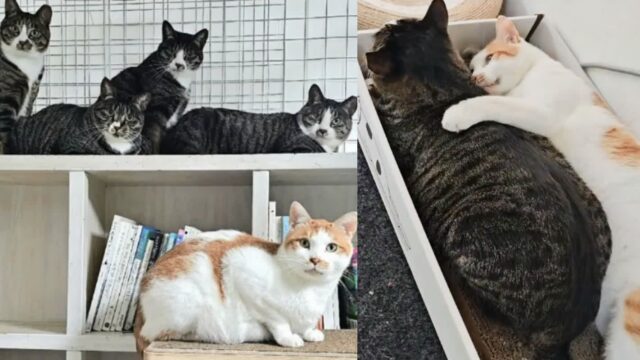 고양이들이 하악질하고 때려도 끈질기게 다가간 왕따냥이..마침내 받아줘