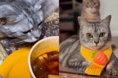 마라탕 냄새에 푹 빠진 ‘MZ’ 고양이 ‘중독성 미친다옹..’
