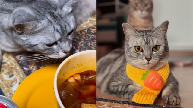 마라탕 냄새에 푹 빠진 ‘MZ’ 고양이 ‘중독성 미친다옹..’