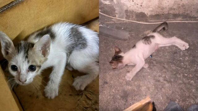 배수구에서 구조됐지만 먹이 거부한 새끼 고양이..’척추’ 다친 상태로 도망 시도
