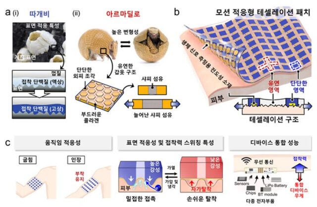 따개비, 아르마딜로 응용한 초강력 접착 패치 개발
