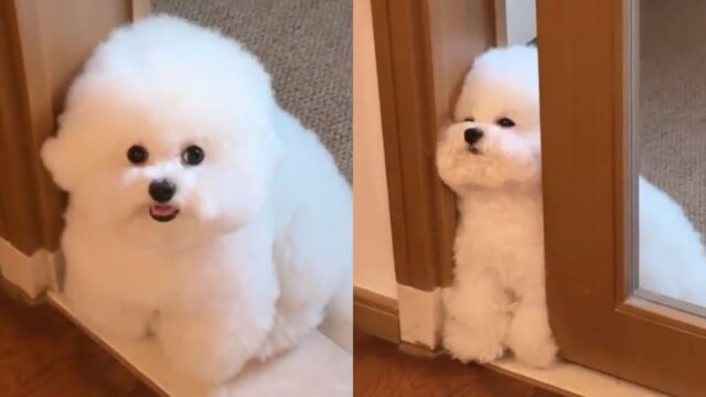 부엌에서 고기 냄새를 맡은 비숑의 반응 ‘나 줄 때까지 절대 못 비켜’