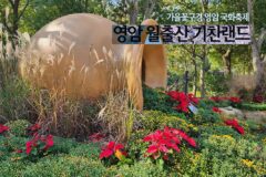 영암 월출산 기찬랜드 가을꽃구경 영암 국화축제