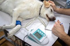 가족에게 버림받았는데..’출산’하다가 자식들마저 잃은 12살 노령견