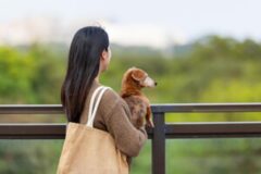 안전하게 반려 동물 여행을 즐길 수 있는 필수 체크리스트 5가지