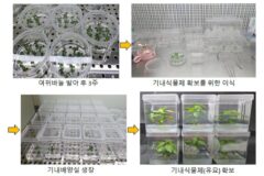 자생 담수식물 여뀌바늘, 대장암 세포 사멸에 효과