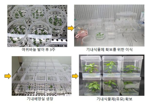 자생 담수식물 여뀌바늘, 대장암 세포 사멸에 효과