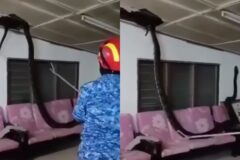 난데없이 천장에서 ‘와르르’..3m 길이 비단뱀 떨어져 혼비백산