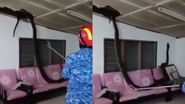 난데없이 천장에서 ‘와르르’..3m 길이 비단뱀 떨어져 혼비백산