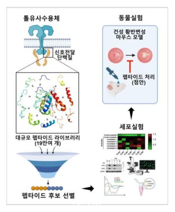 KIST, 점안 투여 가능한 새 건성 황반변성 치료 물질 개발