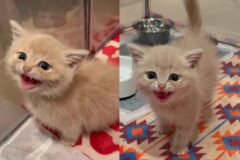 건물 밖에 버려진 새끼 고양이, 구조 후 매일 ‘비명’ 지르는 수다냥이로 변신