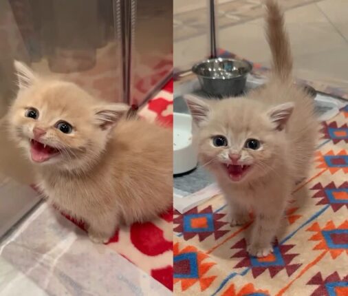 건물 밖에 버려진 새끼 고양이, 구조 후 매일 ‘비명’ 지르는 수다냥이로 변신
