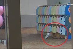 유치원에서 신발 계속 사라져 CCTV 설치했더니…’귀여운 도둑이 쏙!’