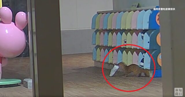 유치원에서 신발 계속 사라져 CCTV 설치했더니…’귀여운 도둑이 쏙!’