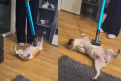 청소기를 향한 강아지의 ‘찐광기(?)’…’배 긁어달라고 발라당!’