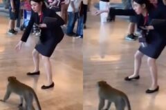 공항 돌아다닌 원숭이 유인하는 여직원 태도에 시선 집중 ‘고객 대하듯 정중’