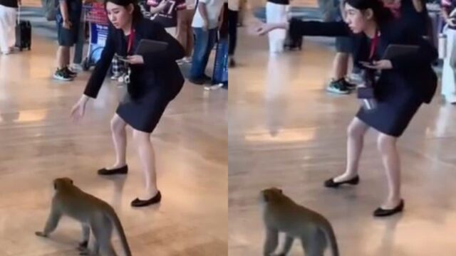 공항 돌아다닌 원숭이 유인하는 여직원 태도에 시선 집중 ‘고객 대하듯 정중’
