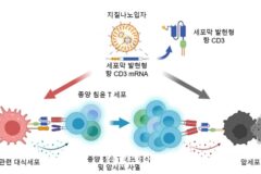 KAIST, 체내서 항암 치료 효과 구현 가능한 mRNA 개발