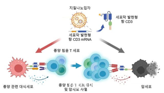 KAIST, 체내서 항암 치료 효과 구현 가능한 mRNA 개발