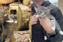 통나무 사이에 숨어있던 새끼 고양이, 구조 후 애교냥이로 변신