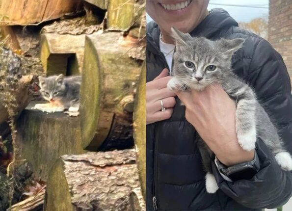 통나무 사이에 숨어있던 새끼 고양이, 구조 후 애교냥이로 변신