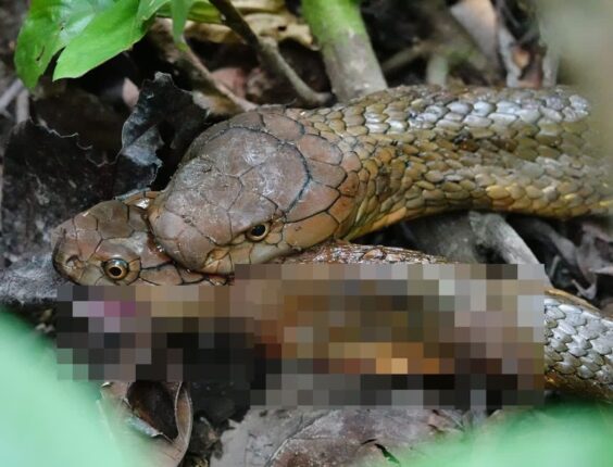 동족과 혈투 벌이다가 끝내 ‘꿀꺽’…냉혹한 약육강식 보여준 뱀