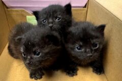 ‘이렇게 귀엽다니!’ 신발 상자에서 나온 냥이 삼총사…심장 저격하는 흑절미들