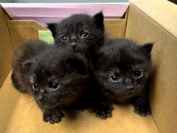 ‘이렇게 귀엽다니!’ 신발 상자에서 나온 냥이 삼총사…심장 저격하는 흑절미들