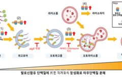 생명연, 알츠하이머 원인인 타우단백질 제거하는 새 기전 규명