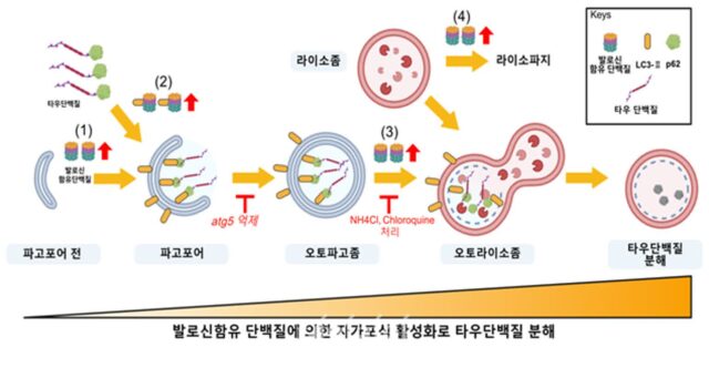 생명연, 알츠하이머 원인인 타우단백질 제거하는 새 기전 규명