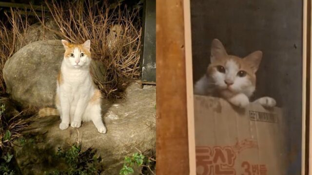고양이 없어진 줄 알았는데..3일 만에 스스로 집 찾아 돌아와 창밖에서 ‘야옹’