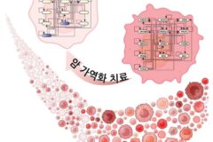 암 세포를 정상화시키는 ‘가역 치료’ 원천기술 개발