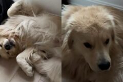 늦잠 자고 싶었는데…엄마가 강제로 깨워서 흑화한 인절미 ‘표독’