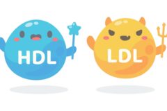 HDL 높아도 심혈관 건강 안심할 수 없다?