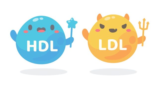 HDL 높아도 심혈관 건강 안심할 수 없다?